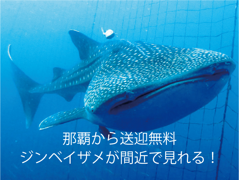 With Me Dive ウィズミーダイブ~沖縄ダイビング~