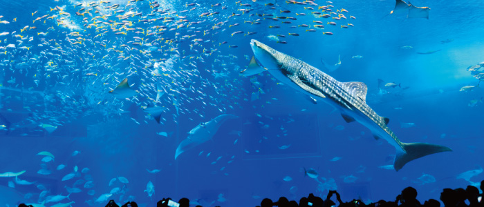 沖縄美ら海水族館 沖縄の美ら海を 次の世代へ 沖縄観光